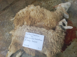 Kambing Aqiqah Bp Asmari