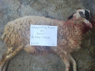 Kambing Aqiqah
