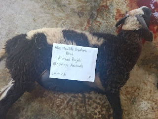 Kambing Aqiqah