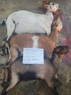 Kambing Aqiqah